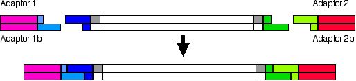 AFLP figure 2