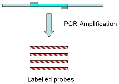 Obtaining a labelled probe by PCR